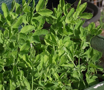 sweet peas